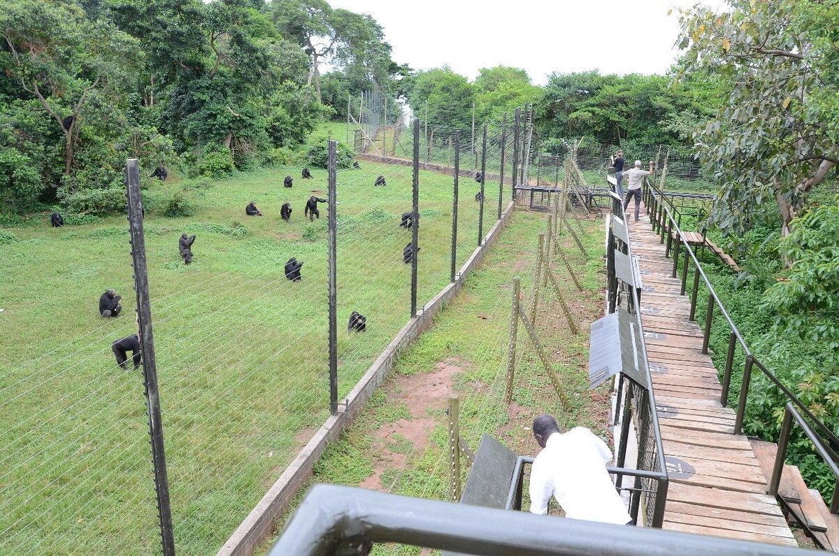 恩甘巴岛黑猩猩保护区南京旅游维多利亚湖灵长类动物观赏