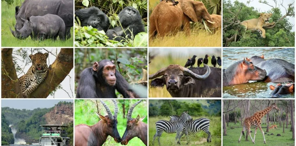乌干达国家公园野生动物鳄鱼狮子斑马多样生物游猎观赏